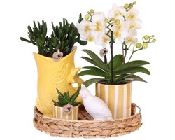 Kolibri Company | Gift set Mediterranean Sunset | Plantenset met witte Phalaenopsis Orchidee Lausanne en Succulenten incl. keramieken sierpotten