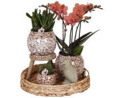 Kolibri Company | Gift set Untamed Nature | Plantenset met rode Phalaenopsis Orchidee en Succulenten incl. keramieken sierpotten