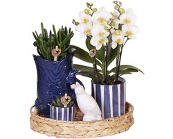 Kolibri Company | Plantenset Mediterranean Sunset | Witte Phalaenopsis Orchidee Lausanne en Succulenten incl. keramieken sierpotten