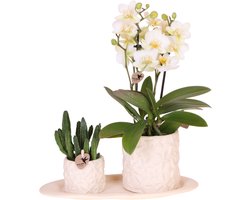 Kolibri Company | Plantenset Star Fish small | Witte Phalaenopsis Orchidee Lausanne en Succulent incl. keramieken sierpotten op wit organisch dienblad
