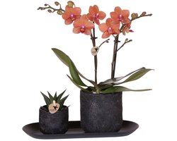 Kolibri Company | Plantenset Urban Nature small | Oranje Phalaenopsis Orchidee Bolzano en Succulent incl. keramieken sierpotten op zwart dienblad