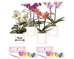 Kolibri Creatives | Verfpakket voor het schilderen van 4 bloempotten + orchideeën | voor 4 personen | Beginnende artiest