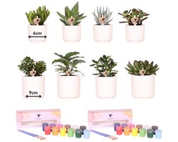 Kolibri Creatives | Verfpakket voor het schilderen van 8 bloempotten + succulenten | voor minimaal 4 personen | Creatieve visionair