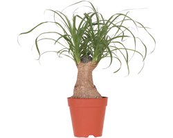 Kolibri Greens | Groene plant - Beaucarnea ⌀9 cm - groene kamerplant - vers van de kweker