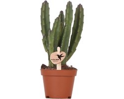 Kolibri Greens | Groene plant - Stapelia - groene kamerplant - vers van de kweker - Ø6cm -
