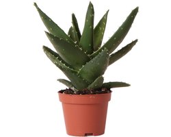 Kolibri Greens | Groene plant - Succulent Aloë Brevifolia - potmaat Ø6cm - groene kamerplant - vers van de kweker -