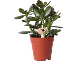 Kolibri Greens | Groene plant - Succulent Crassula Ovata - groene kamerplant - vers van de kweker - Ø9cm -