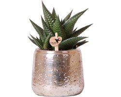 Kolibri Greens | Groene plant - Succulent Haworthia Limifolia in Luxury pot zilver - potmaat Ø9cm - groene kamerplant - vers van de kweker