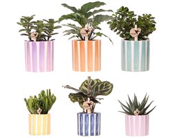 Kolibri Greens | Mix van groene planten + Painted Stripe sierpotten - potmaat Ø9cm & Ø6cm | bloeiende kamerplanten - vers van de kweker