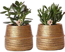 Kolibri Greens | Succulenten set van 2 planten in gouden groove sierpotten - keramiek potmaat Ø9cm -