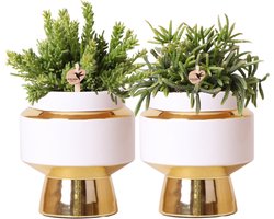 Kolibri Greens | Succulenten set van 2 planten in gouden Le Chic sierpotten - keramiek potmaat Ø9cm -