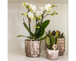 Kolibri Home | Marble pot - Dark - Ø6cm