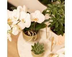 Kolibri Home | Plantenstandaard - Gouden metalen planten verhoging Ø12cm