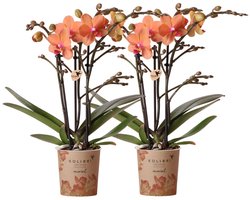 Kolibri Orchids | COMBI DEAL van 2 oranje Phalaenopsis orchideeën - Bolzano - potmaat Ø9cm bloeiende kamerplant - vers van de kweker