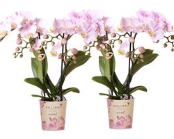 Kolibri Orchids | COMBI DEAL van 2 Phalaenopsis orchideeën - Portugal - potmaat Ø9cm | bloeiende kamerplant - vers van de kweker