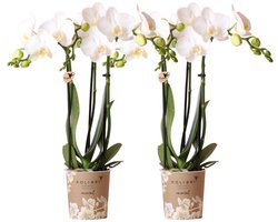 Kolibri Orchids | COMBI DEAL van 2 witte Phalaenopsis orchideeën - Amabilis - potmaat Ø9cm | bloeiende kamerplant - vers van de kweker