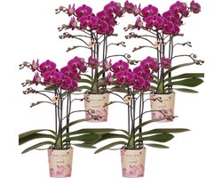 Kolibri Orchids | COMBI DEAL van 4 paarse phalaenopsis orchideeën - Morelia - potmaat Ø9cm | bloeiende kamerplant - vers van de kweker