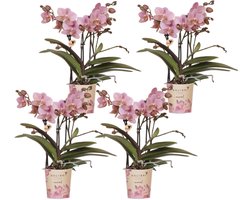 Kolibri Orchids | COMBI DEAL van 4 Phalaenopsis orchideeën - Treviso - potmaat Ø9cm | bloeiende kamerplant - vers van de kweker