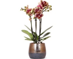 Kolibri Orchids | geel rode Phalaenopsis orchidee – Spain + Elite sierpot copper – potmaat Ø9cm | bloeiende kamerplant in bloempot - vers van de kweker