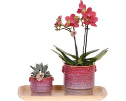 Kolibri Orchids | Gift set Aura | Roze Phalaenopsis orchidee Congo met groene plant in Aura sierpotten op bamboe dienblad