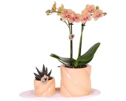 Kolibri Orchids | Gift set Optimism small peach | Groene plant met oranje Phalaenopsis orchidee in Candy sierpotten op wit organisch dienblad