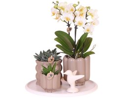 Kolibri Orchids | Gift Set Slow Living | Groene planten met witte Phalaenopsis orchidee Lausanne in keramieken sierpotten beige op wit dienblad