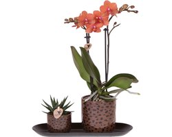 Kolibri Orchids | Giftset Leopard | Bolzano orchidee oranje Ø9cm + groene plant Ø6cm – incl. leopard sierpotten & zwart dienblad – vers van de kweker