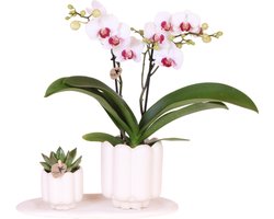 Kolibri Orchids | Giftset Retro White | Witte Gibraltar orchidee Ø9cm + groene plant Ø6cm – incl. sierpotten & wit dienblad – vers van de kweker