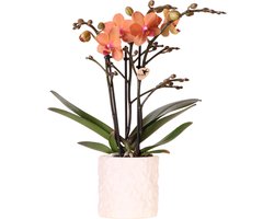 Kolibri Orchids | Oranje orchidee Bolzano + Star Fish sierpot - potmaat Ø9cm | bloeiende kamerplant - vers van de kweker