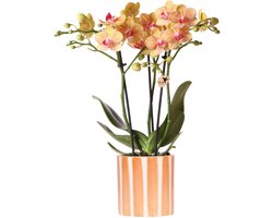 Kolibri Orchids | oranje Phalaenopsis orchidee - Jamaica + Painted Stripe pot oranje - potmaat Ø9cm | bloeiende kamerplant - vers van de kweker