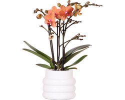 Kolibri Orchids | Oranje Phalaenopsis orchidee - Mineral Bolzano + Bubble pot white - potmaat Ø9cm | bloeiende kamerplant - vers van de kweker -