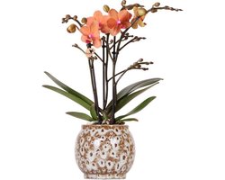Kolibri Orchids | Oranje Phalaenopsis orchidee - Mineral Bolzano + Safari pot - potmaat Ø9cm | bloeiende kamerplant - vers van de kweker -