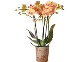 Kolibri Orchids | oranje Phalaenopsis orchidee potmaat Ø9cm | bloeiende kamerplant - vers van de kweker