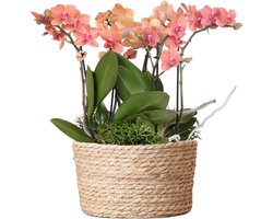 Kolibri Orchids | oranje plantenset in Reed Basket incl. waterreservoir | drie oranje orchideeën Bolzano 9cm en drie groene planten Rhipsalis | Jungle Bouquet oranje met zelfvoorzienend waterreservoir