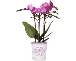 Kolibri Orchids | Paarse orchidee Vienna + Malaga sierpot Lila - potmaat Ø9cm | bloeiende kamerplant - vers van de kweker