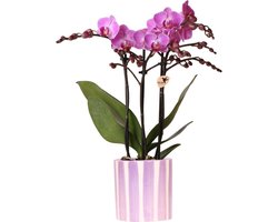 Kolibri Orchids | paarse phalaenopsis orchidee Vienna + Painted Stripe pot lila - potmaat Ø9cm | bloeiende kamerplant - vers van de kweker
