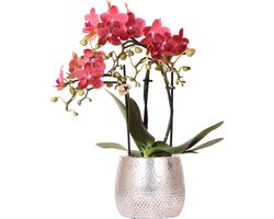 Kolibri Orchids | rode Phalaenopsis orchidee – Congo + Elite pot silver – potmaat Ø9cm – 40cm hoog | bloeiende kamerplant in bloempot - vers van de kweker