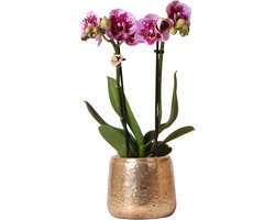 Kolibri Orchids | Roze paarse Phalaenopsis orchidee - El Salvador + Luxury gouden sierpot - potmaat Ø9cm - 35cm hoog | bloeiende kamerplant - vers van de kweker