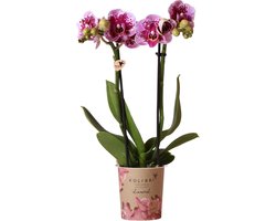 Kolibri Orchids | Roze paarse phalaenopsis orchidee - El Salvador - potmaat Ø9cm | bloeiende kamerplant - vers van de kweker