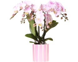 Kolibri Orchids | Roze Phalaenopsis orchidee Portugal + Painted Stripe pot roze - potmaat Ø9cm | bloeiende kamerplant - vers van de kweker