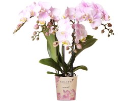 Kolibri Orchids | Roze phalaenopsis orchidee - Portugal - potmaat Ø9cm | bloeiende kamerplant - vers van de kweker