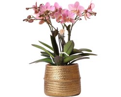 Kolibri Orchids | Roze Phalaenopsis orchidee – Treviso in Groove pot goud – potmaat Ø12cm – 45cm hoog | bloeiende kamerplant in bloempot - vers van de kweker
