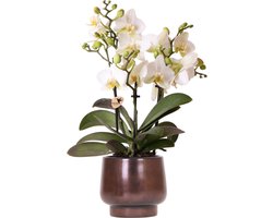 Kolibri Orchids | Scandic Copper pot Ø9cm met witte Lausanne orchidee – vers van de kweker