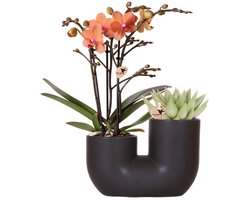 Kolibri Orchids | Set van oranje orchidee Bolzano en succulent in Tube sierpot black - potmaat Ø9cm | bloeiende kamerplant - vers van de kweker