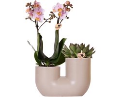 Kolibri Orchids | Set van roze orchidee Andorra en Succulent in Tube sierpot Sand - potmaat Ø9cm | bloeiende kamerplant - vers van de kweker
