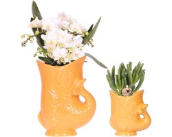 Kolibri Orchids | Set van witte orchidee Nazaré en succulent in Fish sierpot oranje - potmaat Ø9cm & Ø6cm | bloeiende kamerplant - vers van de kweker