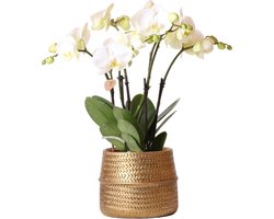 Kolibri Orchids | Witte phalaenopsis Jewel Ghent orchidee in goud kleurige Groove sierpot - potmaat Ø12cm