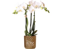 Kolibri Orchids | witte Phalaenopsis orchidee – Amabilis + Diamond sierpot goud – potmaat Ø9cm – 40cm hoog | bloeiende kamerplant in bloempot - vers van de kweker -