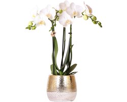 Kolibri Orchids | witte Phalaenopsis orchidee – Amabilis + Elite pot gold – potmaat Ø9cm | bloeiende kamerplant in bloempot - vers van de kweker -