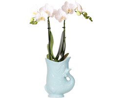 Kolibri Orchids | witte Phalaenopsis orchidee - Amabilis + Fish pot turqoise - potmaat Ø9cm | bloeiende kamerplant - vers van de kweker